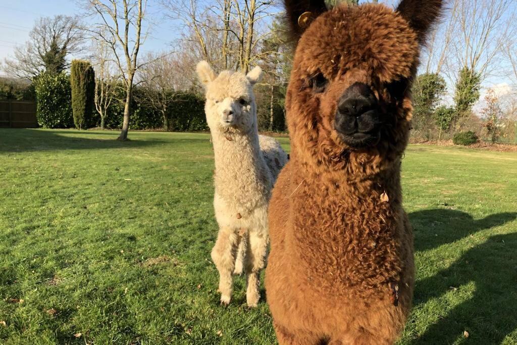 Alpaca Lodge シッティングボーン エクステリア 写真
