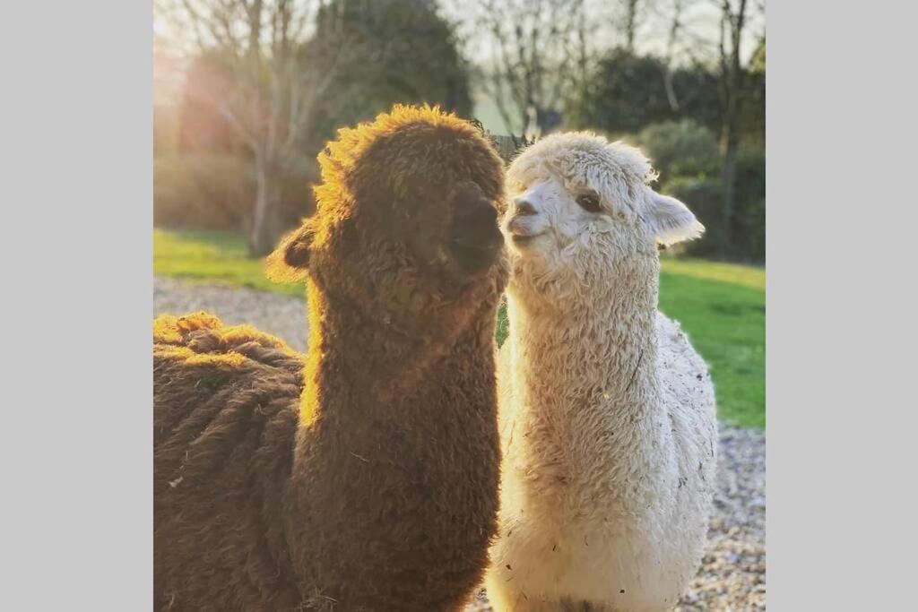 Alpaca Lodge シッティングボーン エクステリア 写真